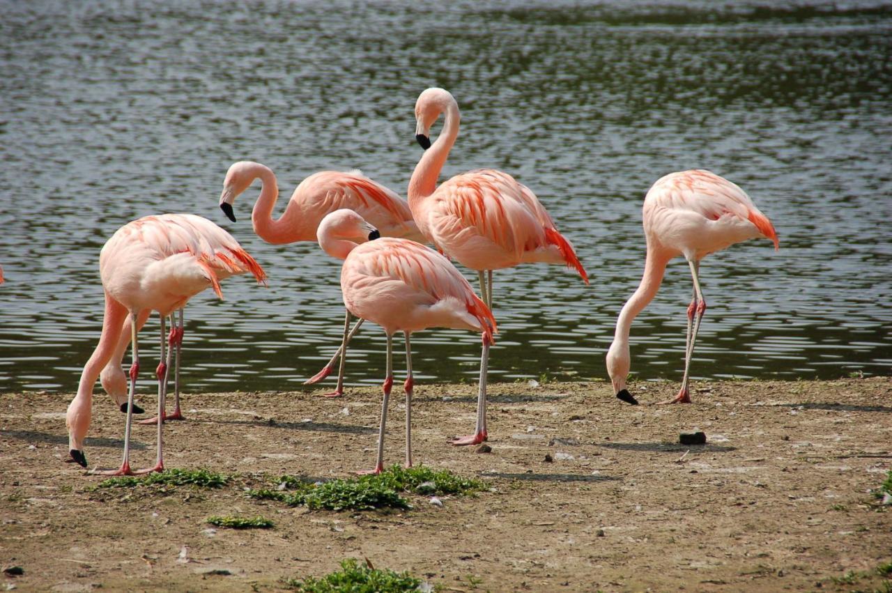Bed and Breakfast Bulle D Evasion Silly Pres De Pairi Daiza Zewnętrze zdjęcie